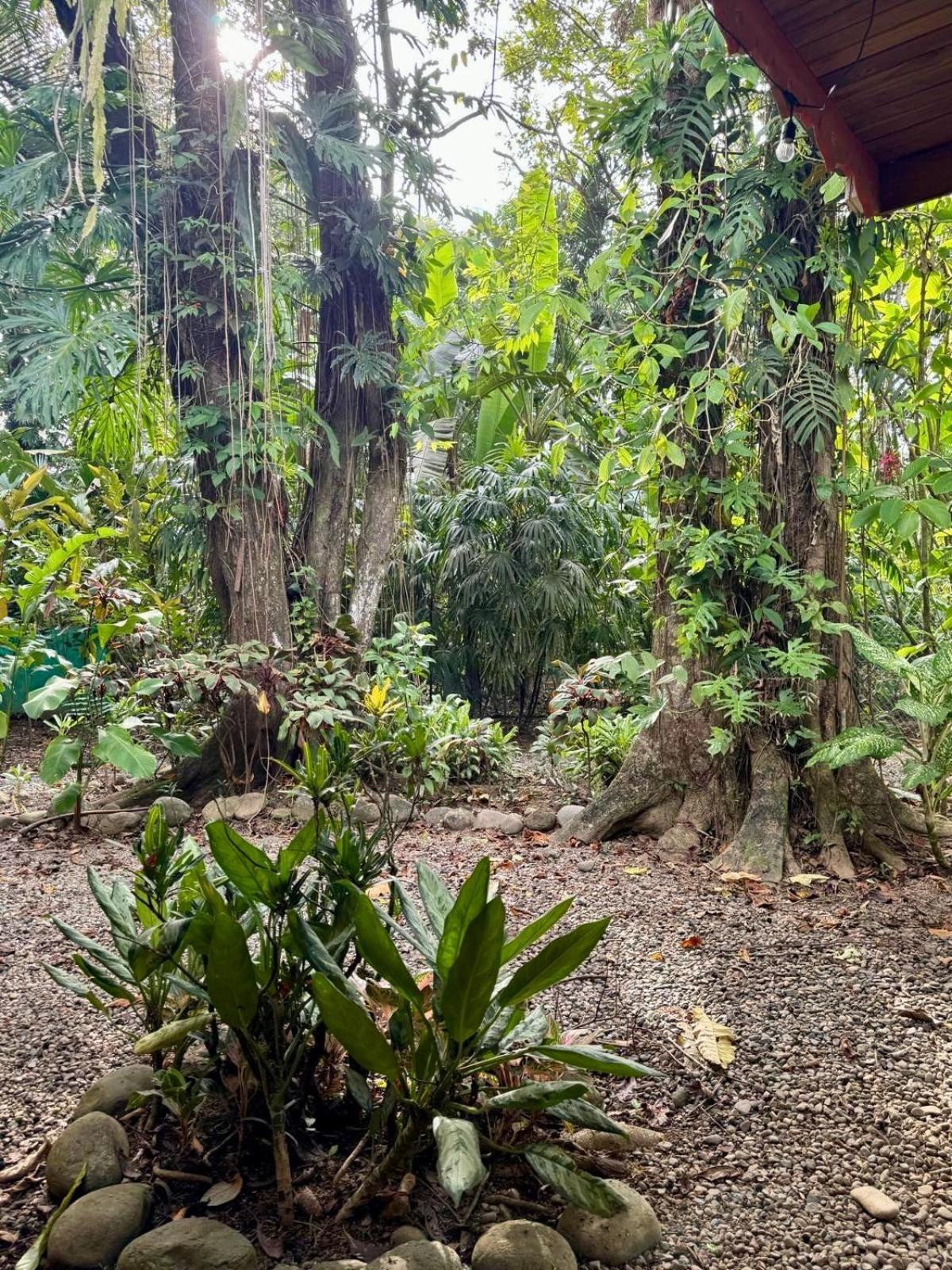 El Jardin De Playa Negra Villa Puerto Viejo de Talamanca Eksteriør billede